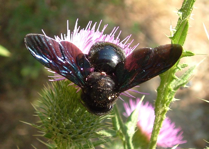 Xylocopa violacea